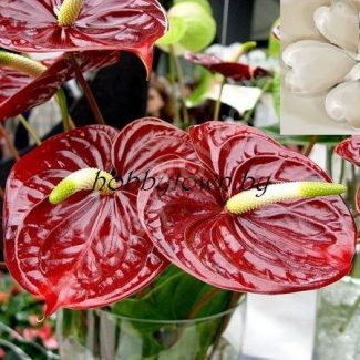 Каттер Антуриум (размер М)