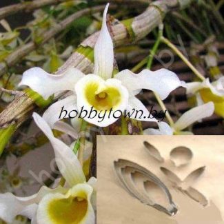 Каттер Орхидея Дендробиум Сигнатум (размер L)