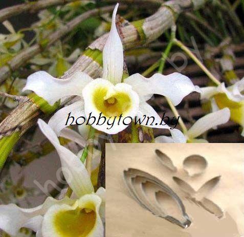 Каттер Орхидея Дендробиум Сигнатум (размер L)