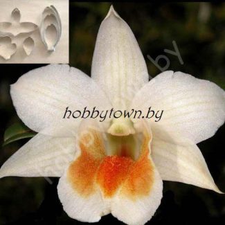 Каттер Орхидея Дендробиум Dawn Maree