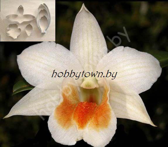 Каттер Орхидея Дендробиум Dawn Maree