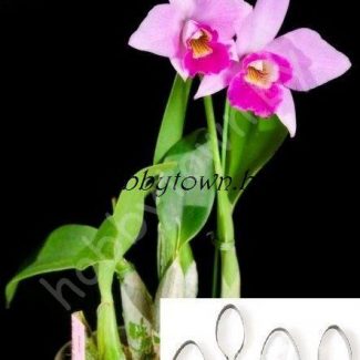 Каттер Орхидея Каттлея листья (размер L)