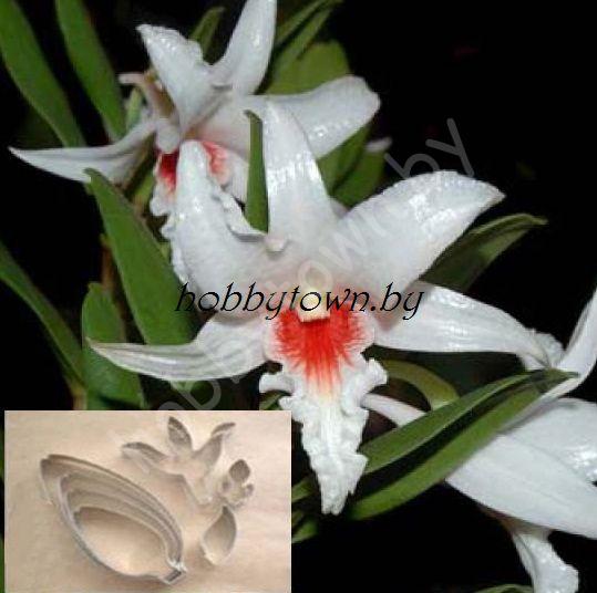 Каттер Орхидея Дендробиум Драконис