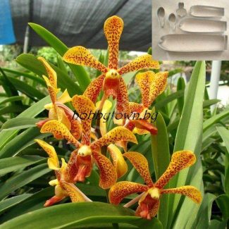 Каттер Орхидея Мадам Пани (размер М)