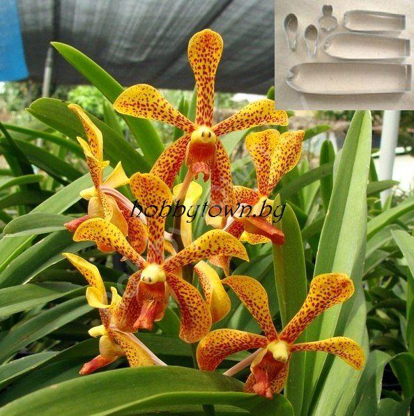 Каттер Орхидея Мадам Пани (размер М)