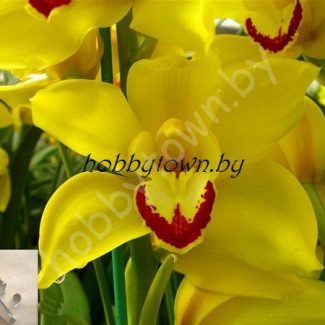 Каттер Орхидея Цимбидиум (размер S)