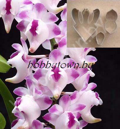 Каттер Орхидея Aerides lawrenceae