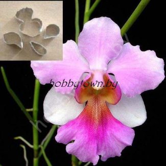 Каттер Орхидея Ванда Мисс Джоаким (размер S)