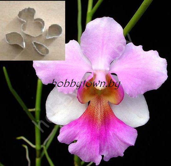 Каттер Орхидея Ванда Мисс Джоаким (размер S)