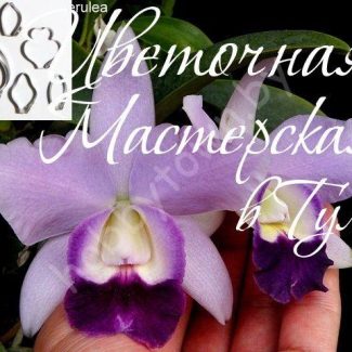 Каттер Дендробиум Mini Purple