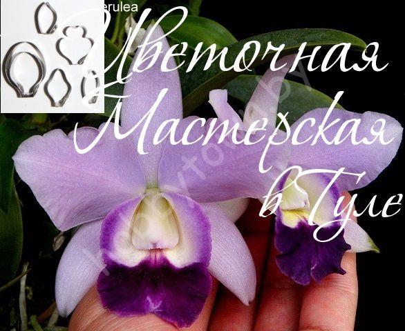 Каттер Дендробиум Mini Purple