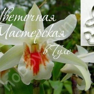 Каттер для глины и сахарной мастики. Цветок Дендробиум Круентум