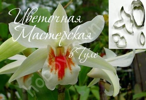 Каттер для глины и сахарной мастики. Цветок Дендробиум Круентум