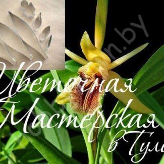 Каттер для глины и сахарной мастики. Орхидея Дендробиум Coelogyne Fimbriata