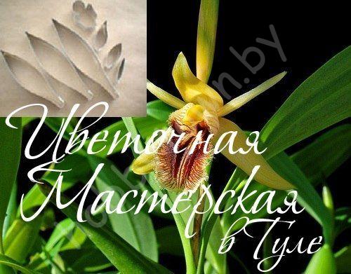 Каттер для глины и сахарной мастики. Орхидея Дендробиум Coelogyne Fimbriata