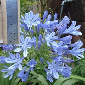 Каттер для глины и сахарной мастики. Цветок Agapanthus размер S