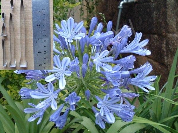 Каттер для глины и сахарной мастики. Цветок Agapanthus размер S